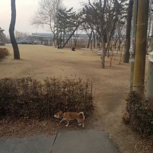 강아지를 찾습니다 시바 대구광역시 동구