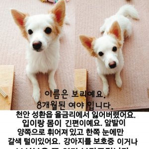 강아지를 찾습니다 믹스견 충청남도 천안시 서북구