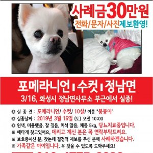 강아지를 찾습니다 포메라니언 경기도 화성시