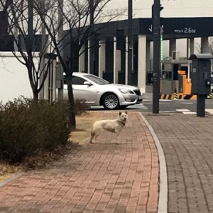 강아지 주인을 찾습니다 진돗개 경기도 김포시