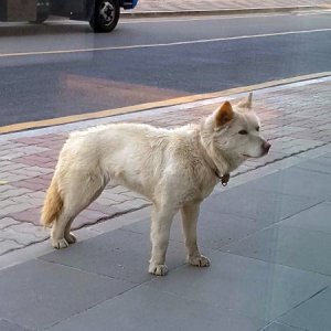 강아지 주인을 찾습니다 강아지 전단지