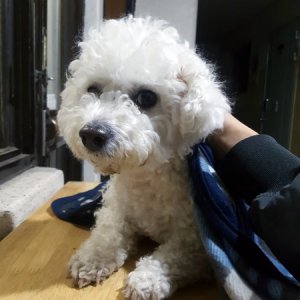 강아지 목격 비숑프리제 서울특별시 강북구