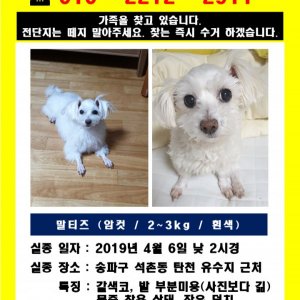 강아지를 찾습니다 말티즈 서울특별시 송파구