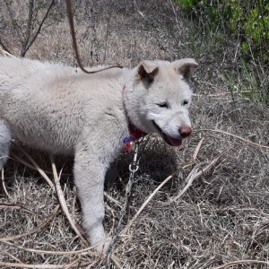 강아지 구조 진돗개 경상북도 경주시