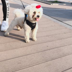 강아지를 찾습니다 비숑프리제 서울특별시 강북구