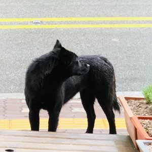 강아지 주인을 찾습니다 강아지 전단지