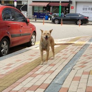 강아지 주인을 찾습니다 강아지 전단지