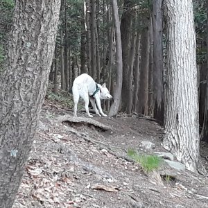 강아지 주인을 찾습니다 강아지 전단지