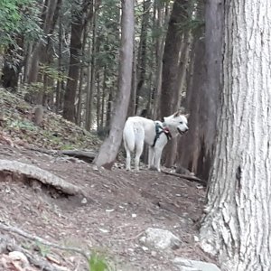 강아지 목격 진돗개 부산광역시 부산진구