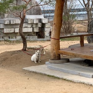 강아지를 찾습니다 강아지 전단지