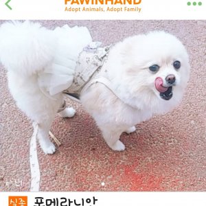 강아지를 찾습니다 포메라니언 경상남도 김해시