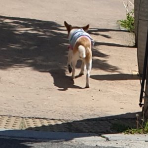 강아지 목격 믹스견 충청남도 아산시