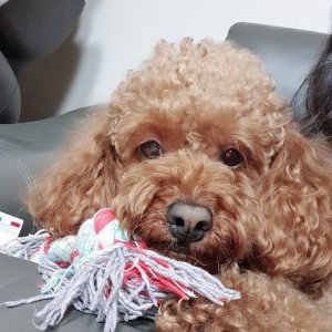 강아지를 찾습니다 푸들/미니어처푸들 부산광역시 금정구