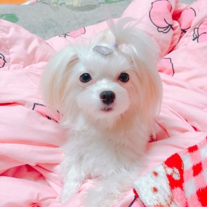 강아지 실종 말티즈 경기도 부천시 소사구