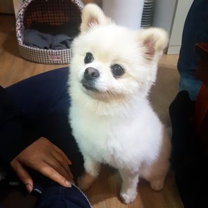 강아지 실종 포메라니언 부산광역시 연제구