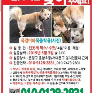 강아지를 찾습니다 진돗개 서울특별시 은평구