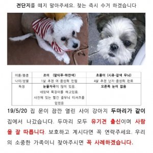 강아지를 찾습니다 시츄 경상북도 경주시