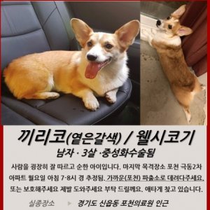 강아지를 찾습니다 강아지 전단지