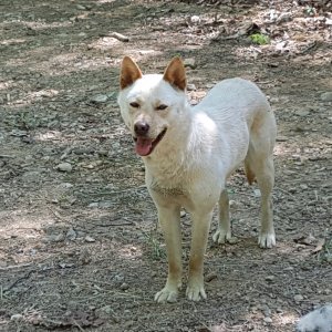 강아지를 찾습니다 믹스견 경기도 파주시