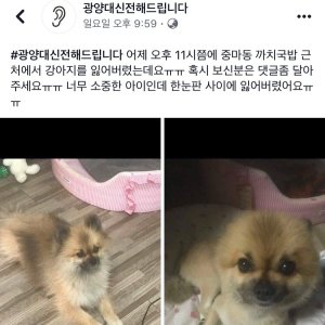 강아지를 찾습니다 강아지 전단지