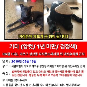 강아지를 찾습니다 강아지 전단지