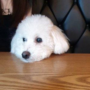 강아지 실종 비숑프리제 경기도 수원시 권선구