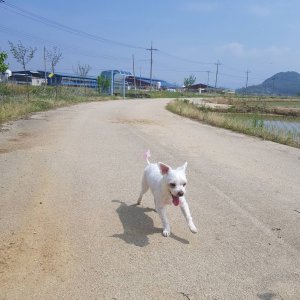 강아지를 찾습니다 말티즈 경기도 포천시