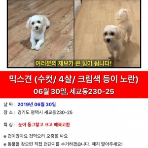 강아지를 찾습니다 강아지 전단지