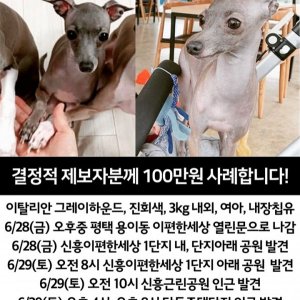 강아지를 찾습니다 그레이하운드/이탈리언그레이하운드 경기도 평택시