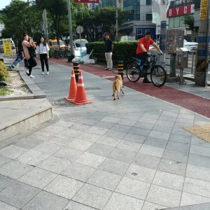 강아지 주인을 찾습니다 골든리트리버 경상남도 김해시