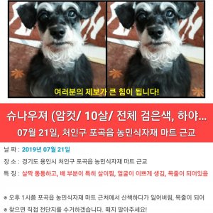 강아지를 찾습니다 강아지 전단지