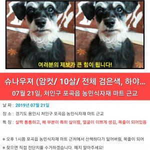 강아지를 찾습니다 슈나우저/미니어처슈나우저 경기도 용인시 처인구