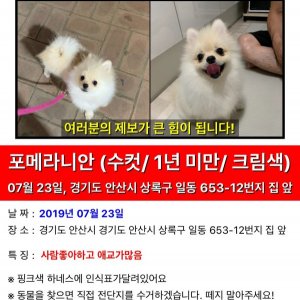 강아지를 찾습니다 강아지 전단지