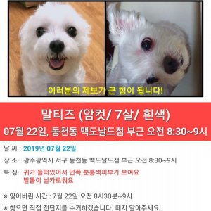 강아지를 찾습니다 말티즈 광주광역시 서구