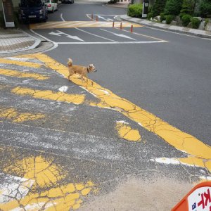 강아지 목격 믹스견 울산광역시 울주군