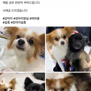강아지 실종 파피용 서울특별시 동대문구