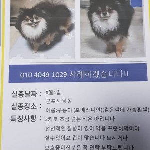 강아지를 찾습니다 강아지 전단지