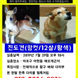 강아지를 찾습니다 강아지 전단지