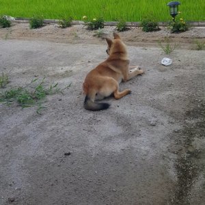 강아지를 찾습니다 강아지 전단지