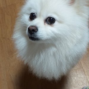 강아지를 찾습니다 포메라니언 서울특별시 강북구