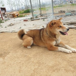 강아지 실종 시바 경기도 평택시