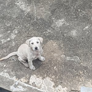 강아지 주인을 찾습니다 기타견종 부산광역시 연제구