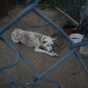 강아지 실종 진돗개 경기도 고양시 일산서구