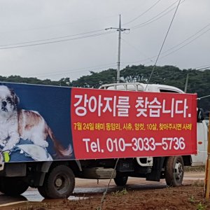 강아지 실종 시츄 충청남도 서산시