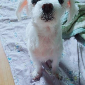 강아지를 찾습니다 강아지 전단지