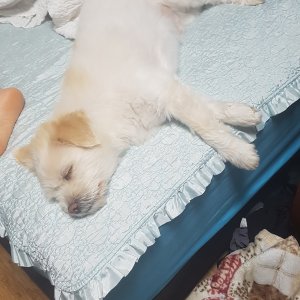 강아지를 찾습니다 강아지 전단지