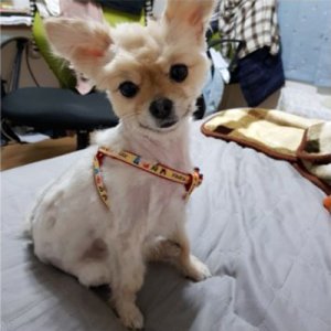 강아지 실종 포메라니언 서울특별시 은평구