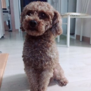 강아지를 찾습니다 푸들/토이푸들 광주광역시 광산구