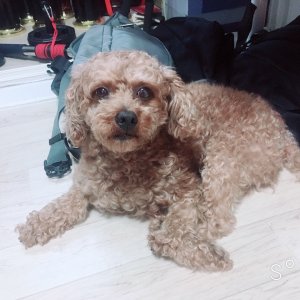 강아지를 찾습니다 푸들/토이푸들 광주광역시 광산구
