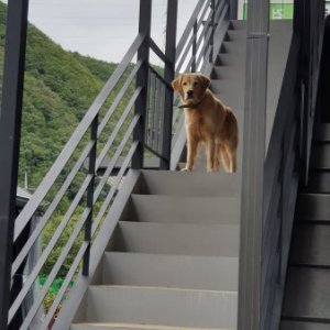 강아지 주인을 찾습니다 골든리트리버 경기도 가평군